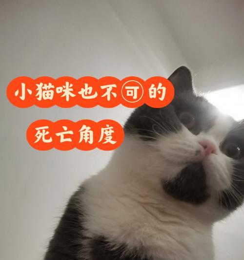 《猫咪探秘日记合集》（以宠物为主）