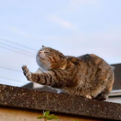 猫咪睡觉的“舒适秘密”（揭秘猫咪为何光伸长腿睡觉）