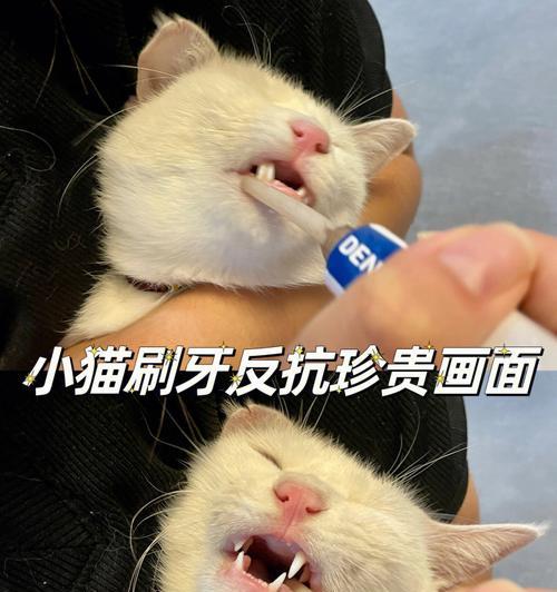 宠物猫咪刷牙的必要性（从以猫咪好大开始）