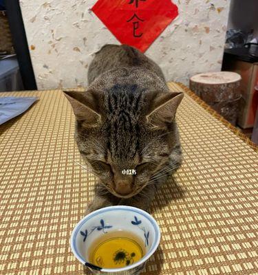 猫咪喝茶的正确姿势（以宠物为主）