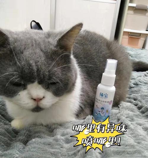 猫咪喝肥皂水后的应急措施（如何保护宠物免受伤害）