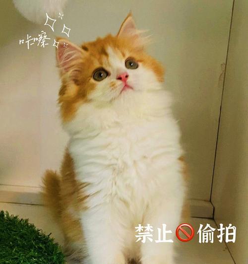 萌宠与咖啡相遇（猫咪喝咖啡新去处）