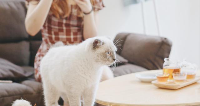 「猫咪喝咖啡大揭秘」（「宠物喝咖啡好不好）