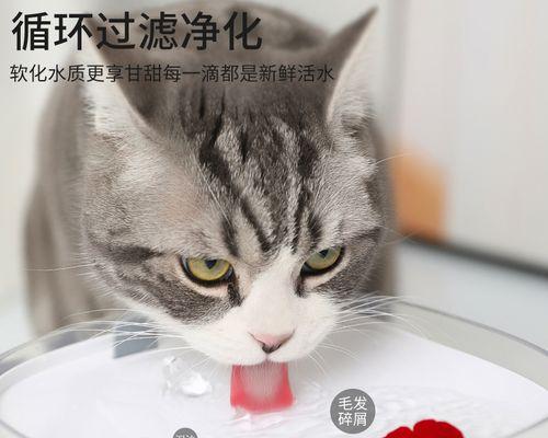 如何应对宠物猫咪喝水拉稀问题（掌握正确喂水技巧）