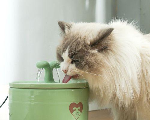 宠物猫喝水湿嘴的危害（以猫咪为主的宠物饮水卫生问题及应对方法）