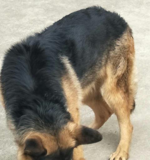 三个月德牧如何合理饮食（宠物犬饮食建议）