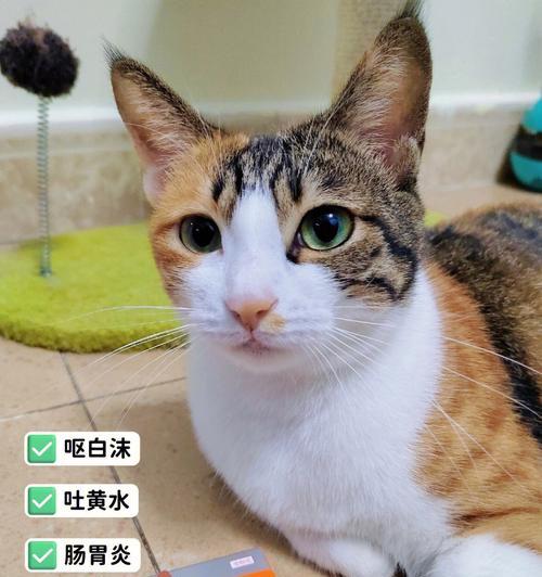 猫咪呕吐原因解析（探究三个月大猫咪呕吐的成因及治疗方法）