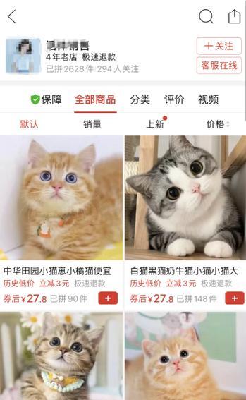 三个月的小猫会怀孕吗（宠物繁殖的注意事项与生育周期）