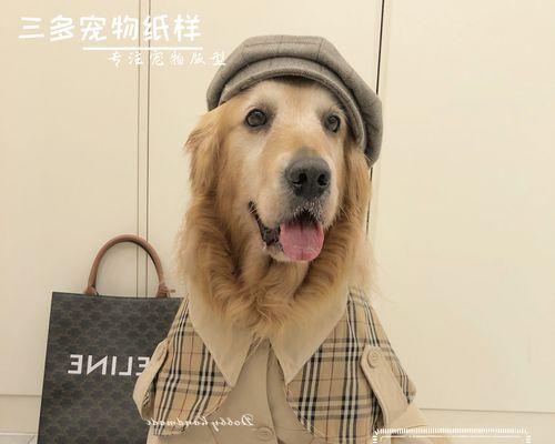 三个月以上的狗狗可以吃成犬粮吗（了解狗狗的饮食需求和成长阶段对犬粮的影响）