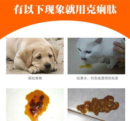 三个月猫猫肠胃炎怎么办（宠物肠胃炎常见症状及治疗方法）