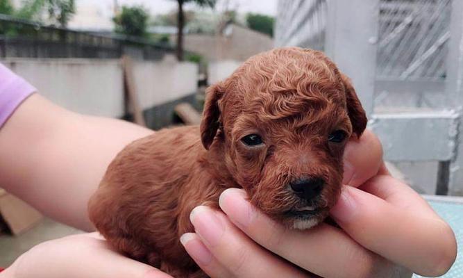 从幼犬到成犬（以宠物为主）