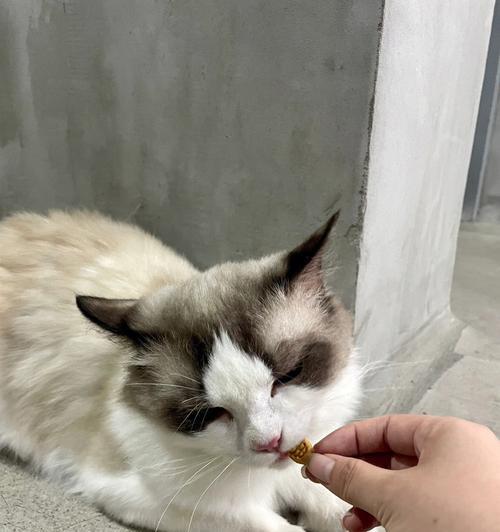 三个月小猫的饮食需求（学会给宠物小猫喂泡粮）