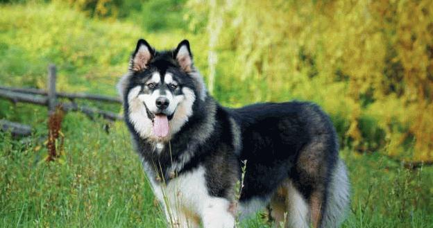 中国最厉害的犬种（探究中国最优秀的宠物犬种）