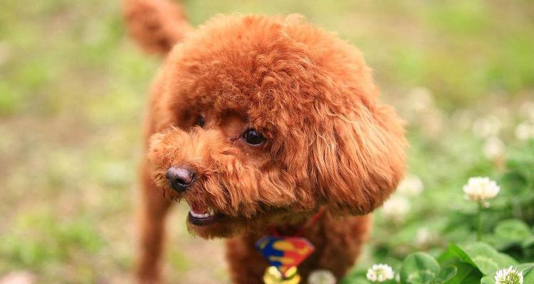 泰迪犬的食欲有多大（探究泰迪犬爱吃的食物及注意事项）