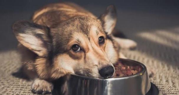 哪种犬类智商（从智商测试到品种特点）