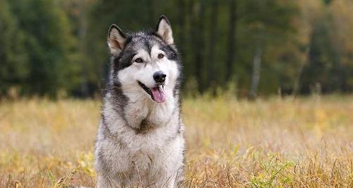 聪明过人的宠物犬，哪种最聪明（解密宠物犬聪明指数）