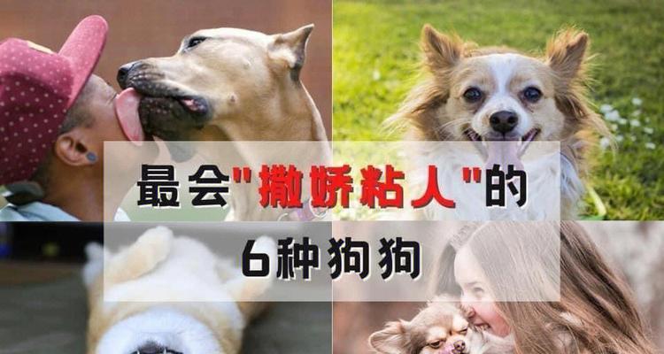 哪种狗狗最粘人（探究宠物世界中最亲人的犬类品种）