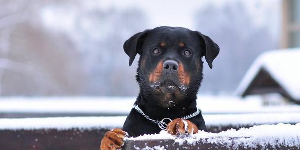 狂犬病是宠物犬主人必须警惕的危险（探究哪些狗品种更容易患上狂犬病）