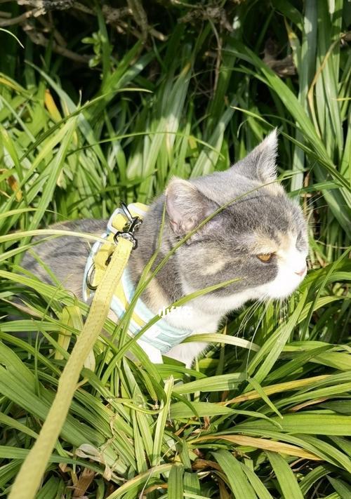 以宠物安全为主要考虑因素，为您推荐适合猫咪的植物（以宠物安全为主要考虑因素）