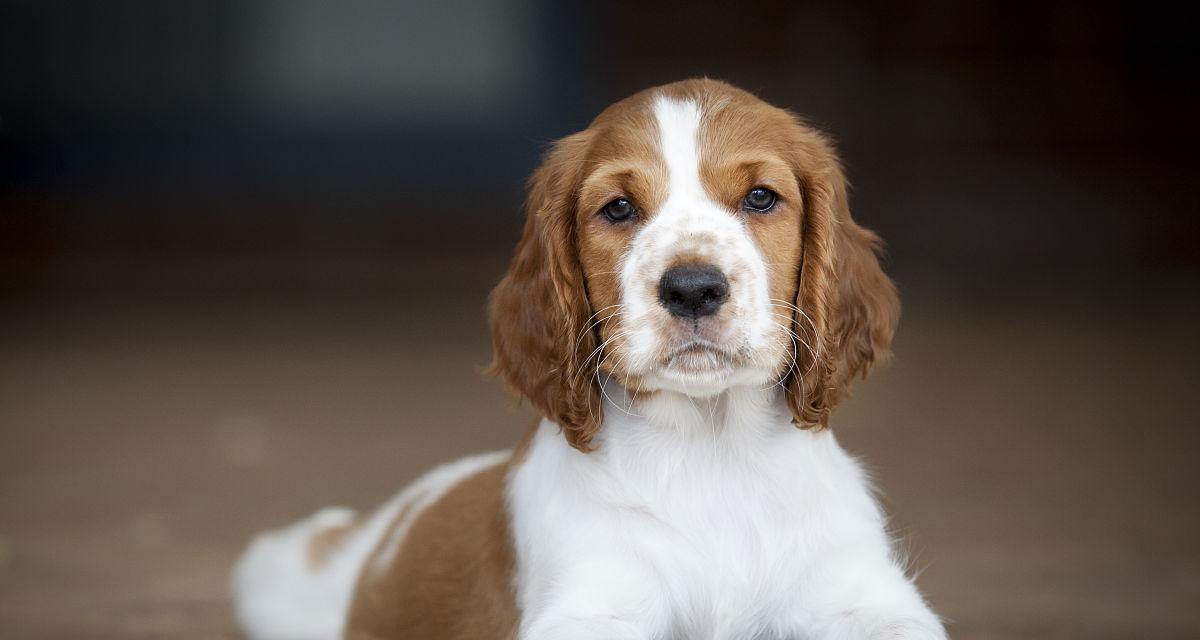 以史宾格犬掉毛的原因及解决方法（宠物掉毛的成因分析）