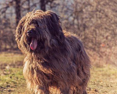 高加索犬的体重到底有多重（揭秘世界名犬高加索的体型特点与饲养技巧）