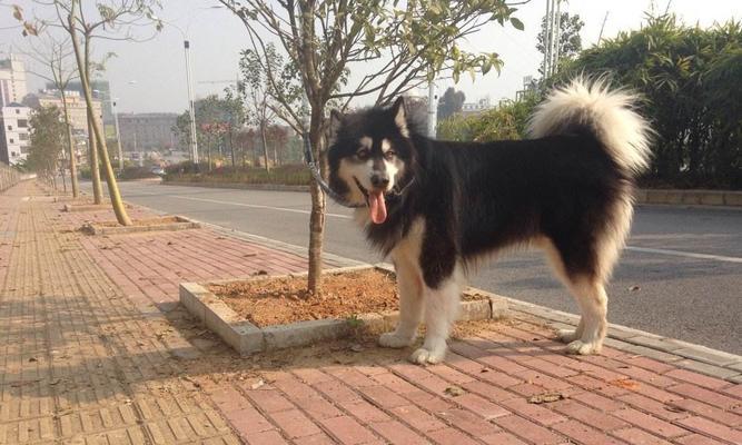 高加索犬的体重到底有多重（揭秘世界名犬高加索的体型特点与饲养技巧）