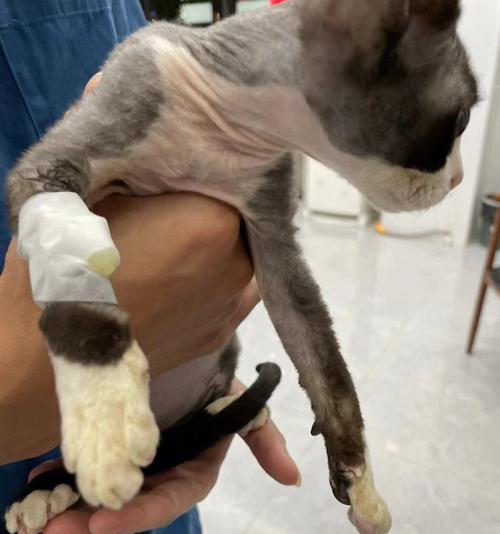 揭秘猫传腹的原因与预防措施（了解猫传腹）