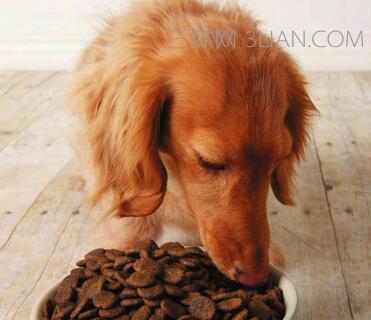 为您推荐适合史宾格犬的高品质狗粮（狗粮选择攻略）