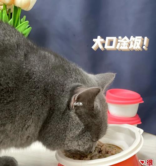 自制小猫饭，满足宠物美食需求（让小猫吃得健康快乐）