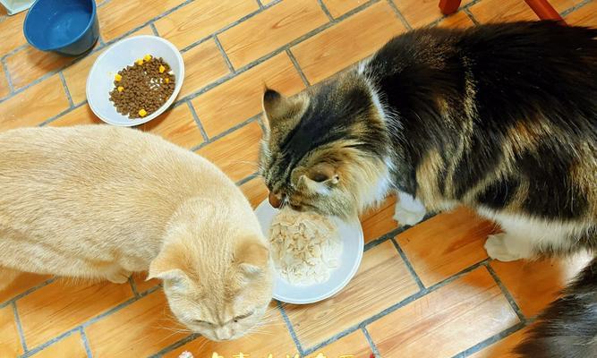 自制小猫饭，满足宠物美食需求（让小猫吃得健康快乐）