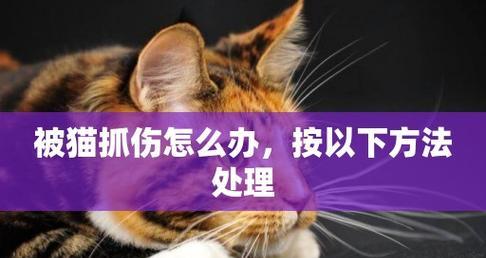 如何处理猫抓伤（应对宠物抓伤）