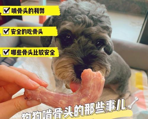 如何让宠物狗狗健康合理饮食？