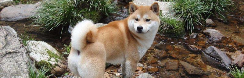 四个月秋田犬的饮食指南（以宠物为主的健康饮食计划）