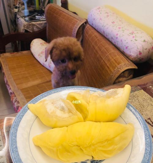 四个月泰迪狗适合吃哪些水果（探秘泰迪狗的健康饮食）