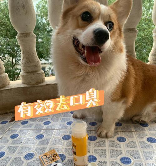 小狗可以吃蜂蜜吗（探究蜂蜜对宠物犬的益处和食用方法）