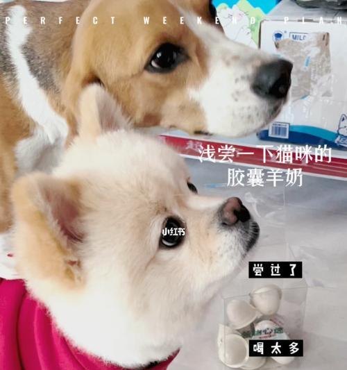 为什么我的猫咪不吃羊奶（宠物喂养中的误区与正确做法）