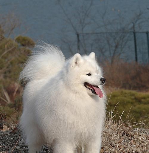 一斤博美幼犬疫苗计量解析（从宠物健康角度出发）