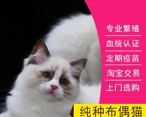 布偶猫的魅力（从个性到护理）