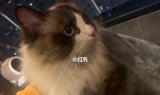 疫情期间宠物猫咪的生育情况（宠物猫咪生育期的管理方法）