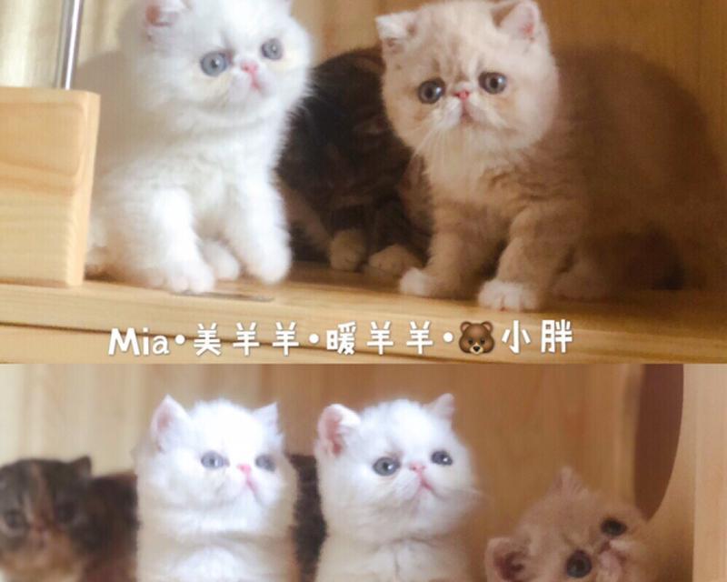 异国短毛猫的生活必备工具（打造完美的宠物生活从这些工具开始）