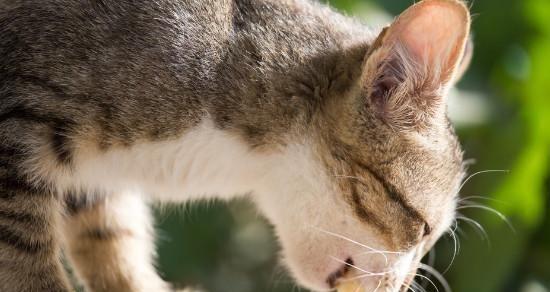 20天小猫的饮食要点（关注小猫的健康成长）