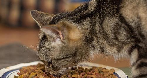 二月幼猫该如何选择适合的猫粮（以宠物为主）