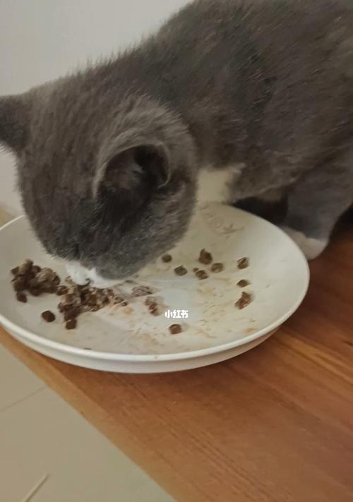 宠物猫咪如何科学饮食（3个月猫咪怎么吃猫粮）