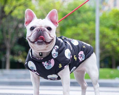 让你的巴哥犬健康成长，一起来学习如何选择适合它的蔬菜（让你的巴哥犬健康成长）