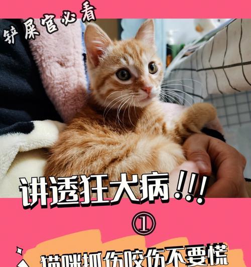 被猫挠了，是否需要打疫苗（宠物猫的疫苗接种和治疗方法）