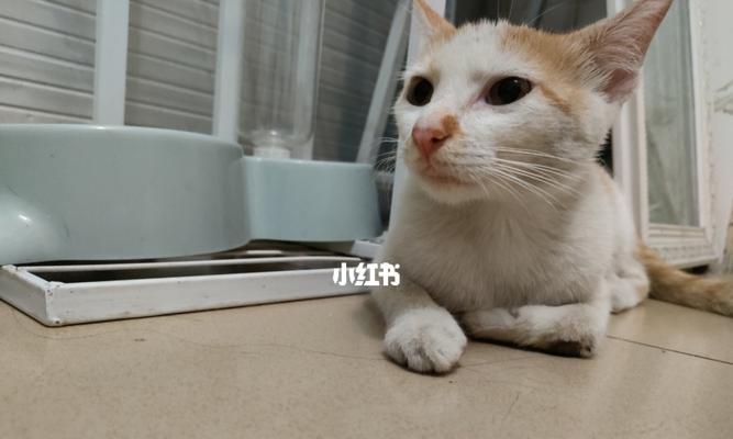 如何应对被宠物小猫挖了的情况（小猫挖人该如何处理）