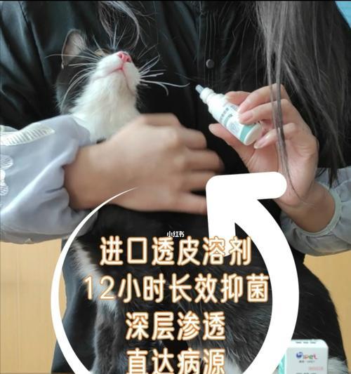 如何有效清理比熊犬耳螨（宠物健康不容忽视）