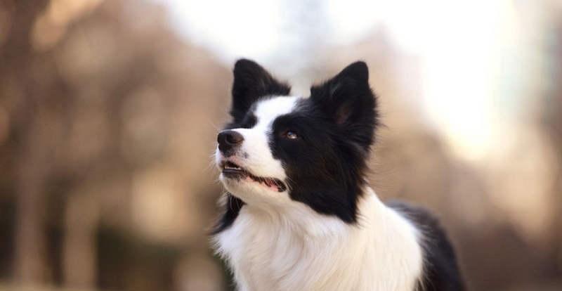 边牧成犬应该吃哪种狗粮（如何为边牧成犬选择适合的狗粮）