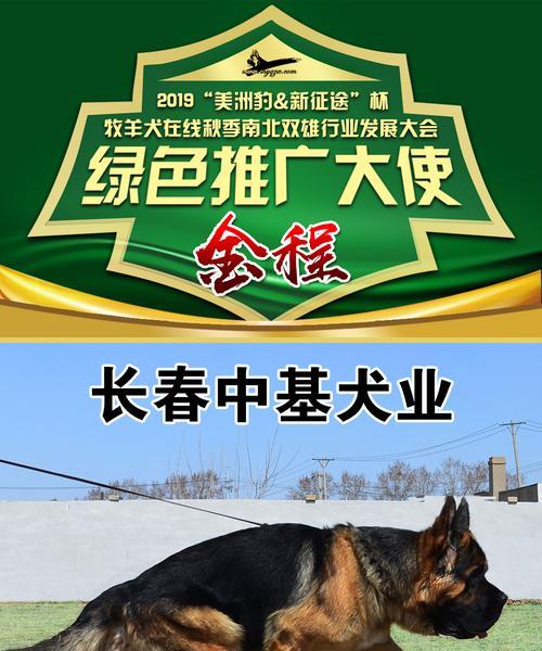 长春正规犬舍——宠物健康成长的之地（专业培育）