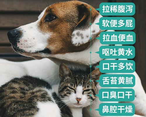 成犬拉稀便血，怎么办（宠物拉稀便血常见原因和治疗方法）